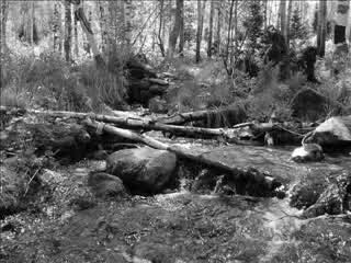 Bathory - Foreverdark Woods