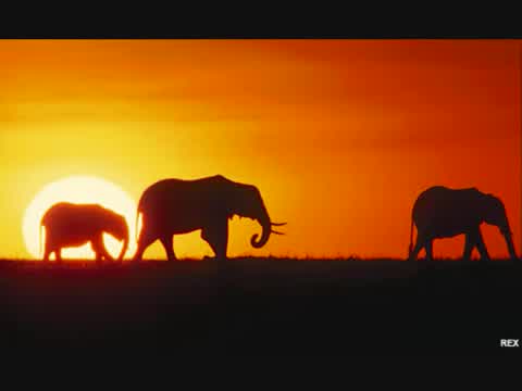 Burning Spear - Elephants