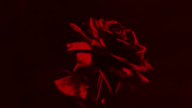 Gué Pequeno - Rose nere