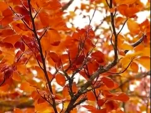 José Luis Perales - Canción de otoño