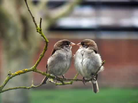 Les Compagnons de la Chanson - Bras dessus, bras dessous