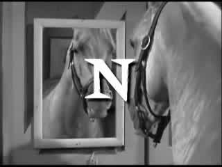 Ween - The Stallion Pt. 2