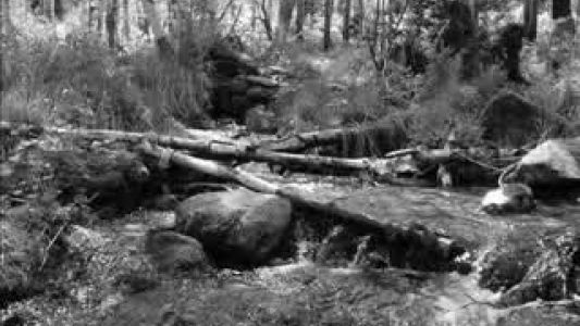 Bathory - Foreverdark Woods