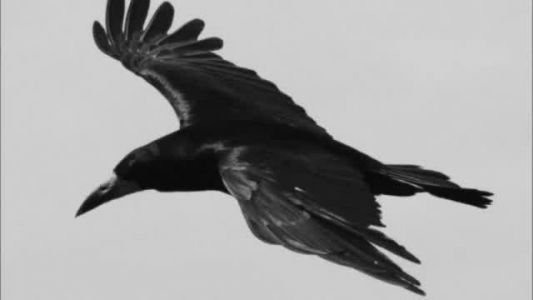 Sonne Hagal - The Three Ravens